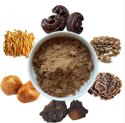 مخلوط 6 در 1 عصاره قارچ پودر Cordyceps Ganoderma Reishi Chaga Turkey Tail Maitake Lions Mane پودر قارچ